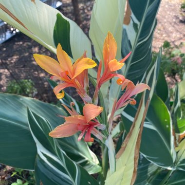 Canna 'Stuttgart'