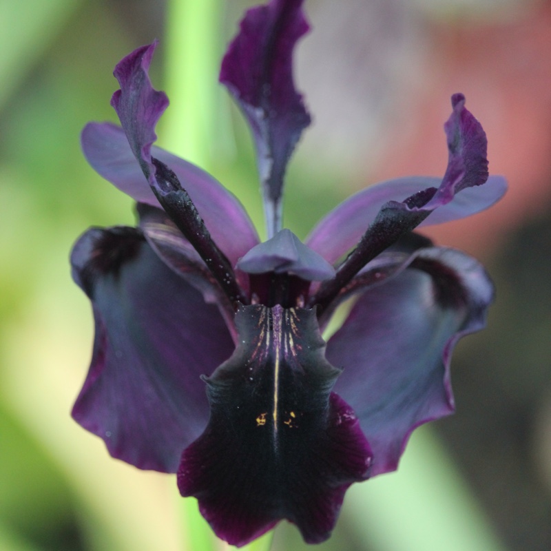 Plant image Iris chrysographes Black-Flowered syn. Iris chrysographes Black-form