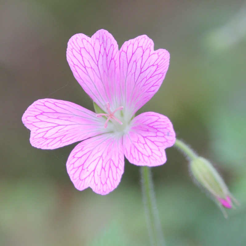 Plant image Geranium x riversleaianum 'Mavis Simpson'