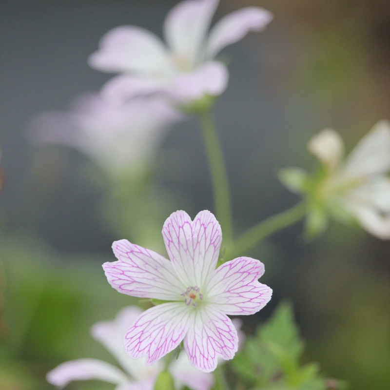 Plant image Geranium x oxonianum 'Katherine Adele'