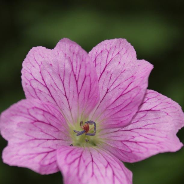 plant image 1418