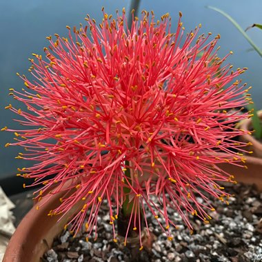 Scadoxus multiflorus syn. Haemanthus multiflorus