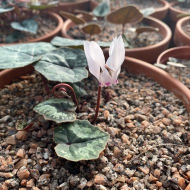 Cyclamen cyprium