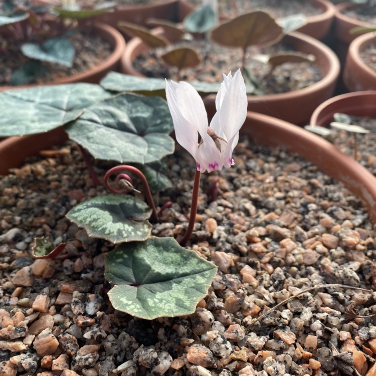 Plant image Cyclamen cyprium