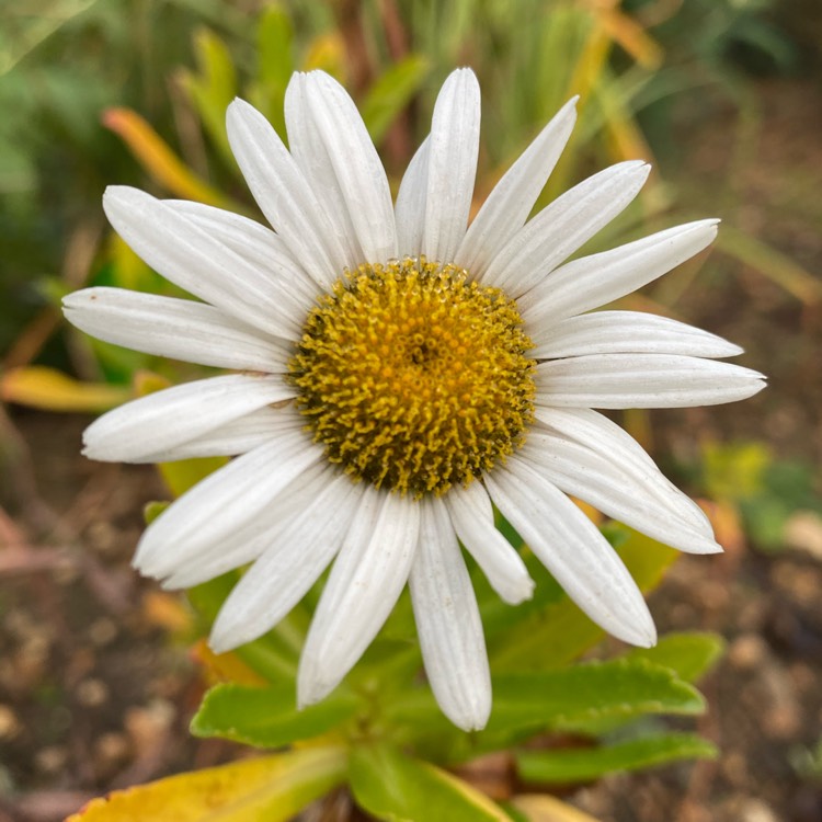 plant image 1423852