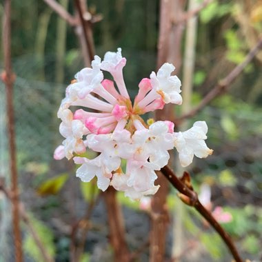 Viburnum x bodnantense 'Deben'