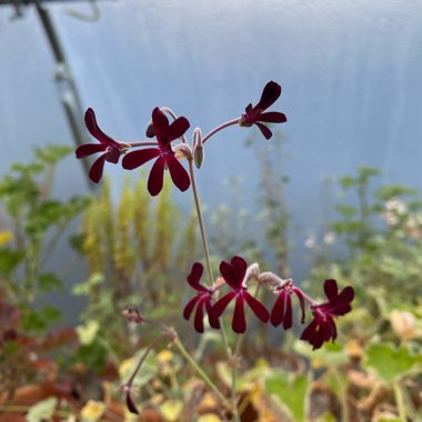 Pelargonium sidoides syn. Pelargonium sidifolium