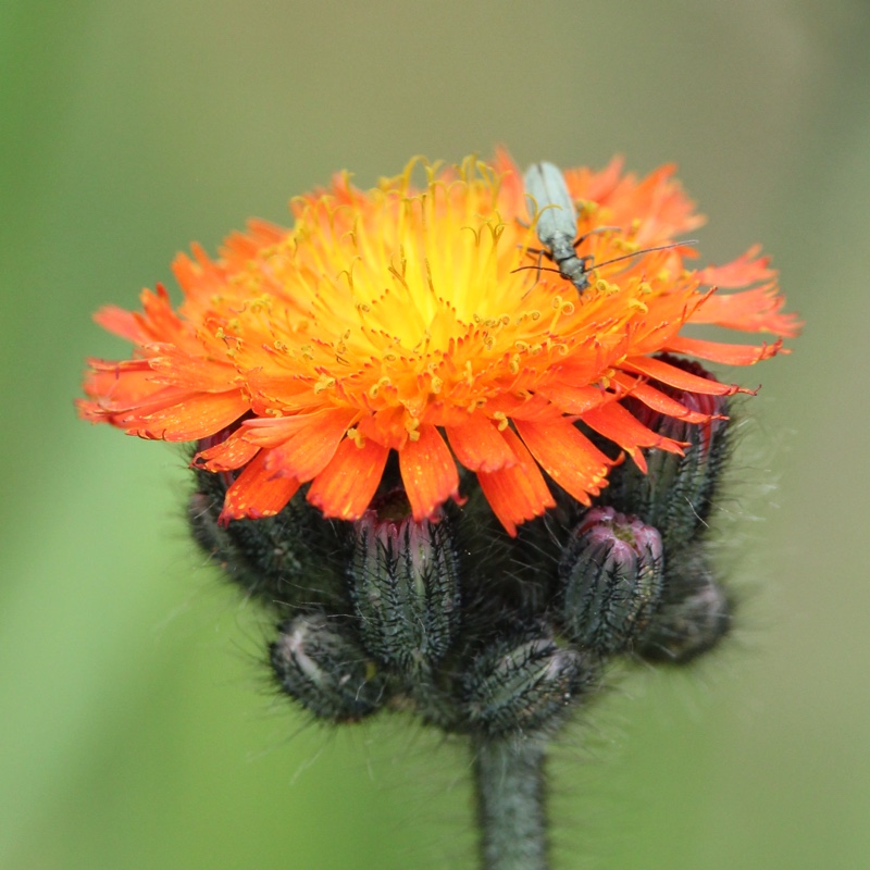 Pilosella aurantiaca