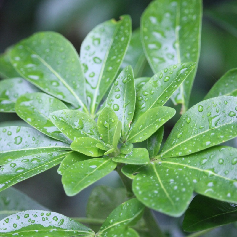 Plant image Choisya ternata