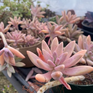 x Graptosedum Darley Sunshine