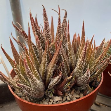 Haworthia Fasciata Concolor