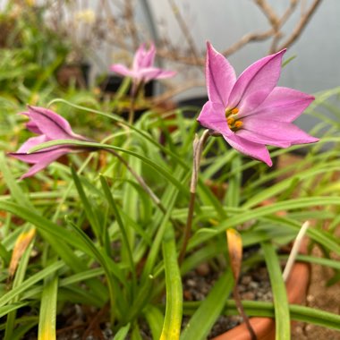 Ipheion uniflorum 'Charlotte Bishop'