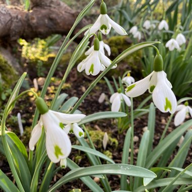 Galanthus 'Trumps'