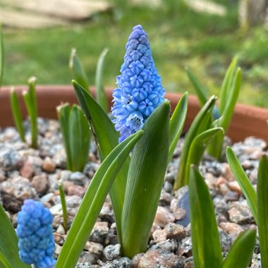 Pseudomuscari azureum syn. Muscari Azureum