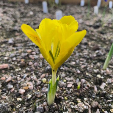 Iris danfordiae syn. Iris reticulata 'Danfordiae'