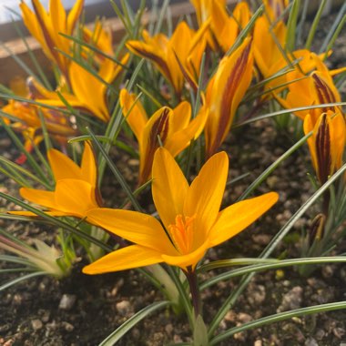 Crocus angustifolius  syn. Crocus susianus, Crocus susianus 'Cloth of Gold'