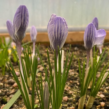 Crocus chrysanthus 'Skyline'