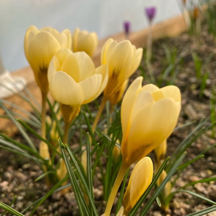 Plant image Crocus chrysanthus 'Cream Beauty'