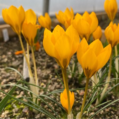 Crocus chrysanthus 'Goldene Sonne'