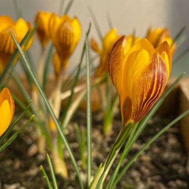 Crocus chrysanthus 'Fuscotinctus'