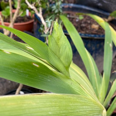 Iris confusa