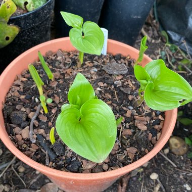 Maianthemum bifolium subsp. kamtschaticum