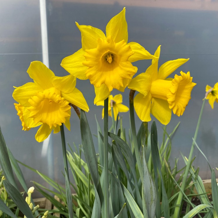 Plant image Narcissus 'King Alfred'