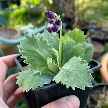 Primula marginata 'Linda Pope'