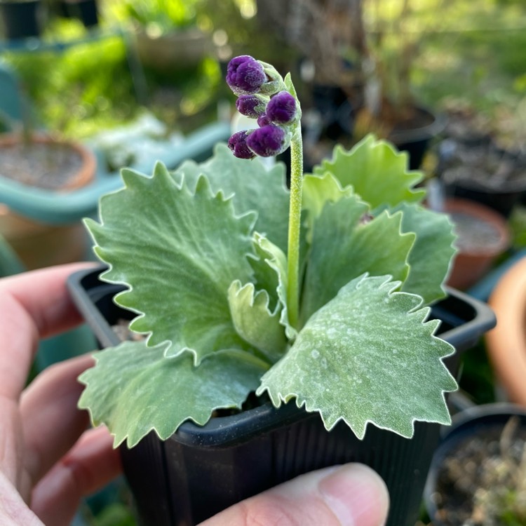 Plant image Primula marginata 'Linda Pope'