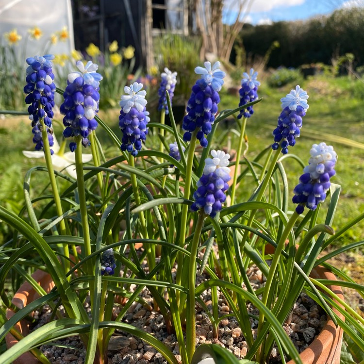 Plant image Muscari 'Mount Hood' syn. Muscari aucheri 'Mount Hood'