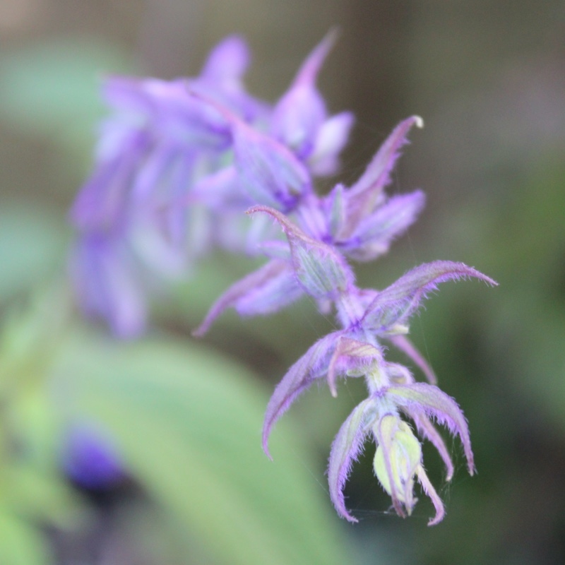 plant image 14712