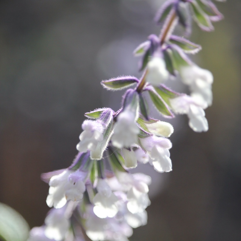 Plant image Salvia 'Phyllis' Fancy'