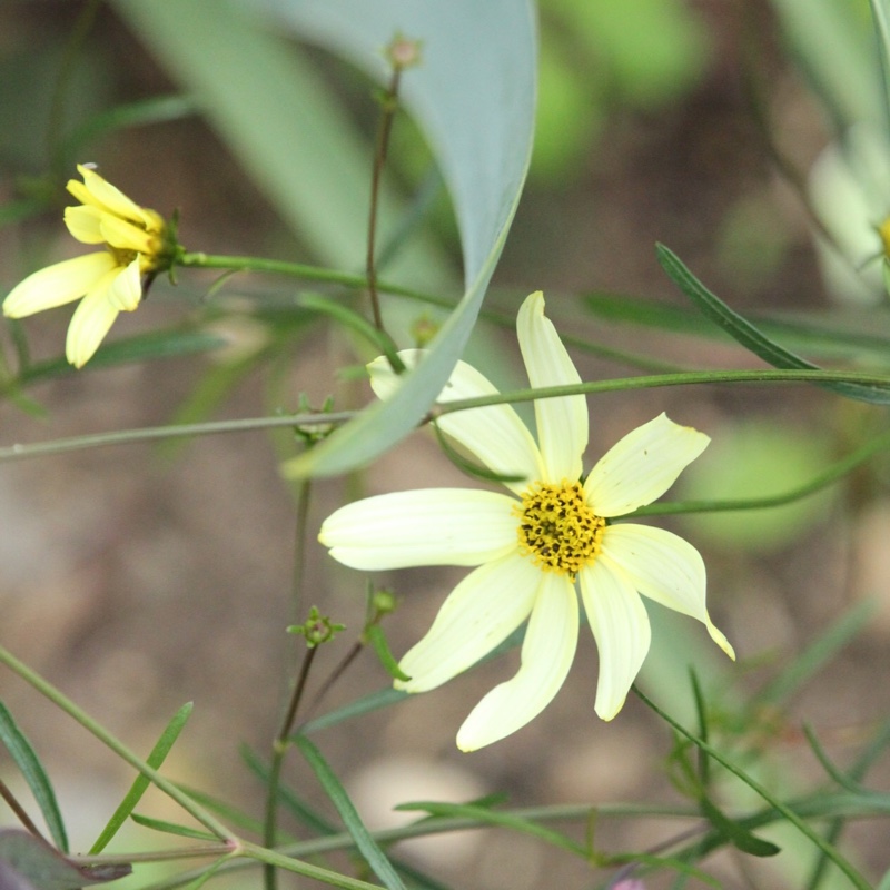 Plant image Coreopsis verticillata 'Moonbeam'