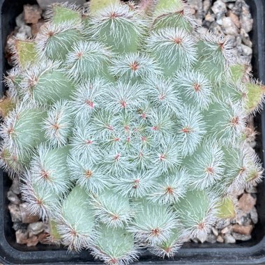 Echeveria Setosa var. Minor