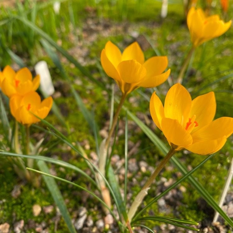 Plant image Crocus chrysanthus 'Goldene Sonne'