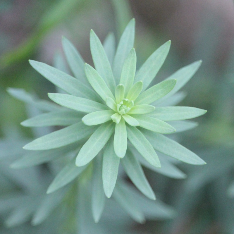 plant image 15627