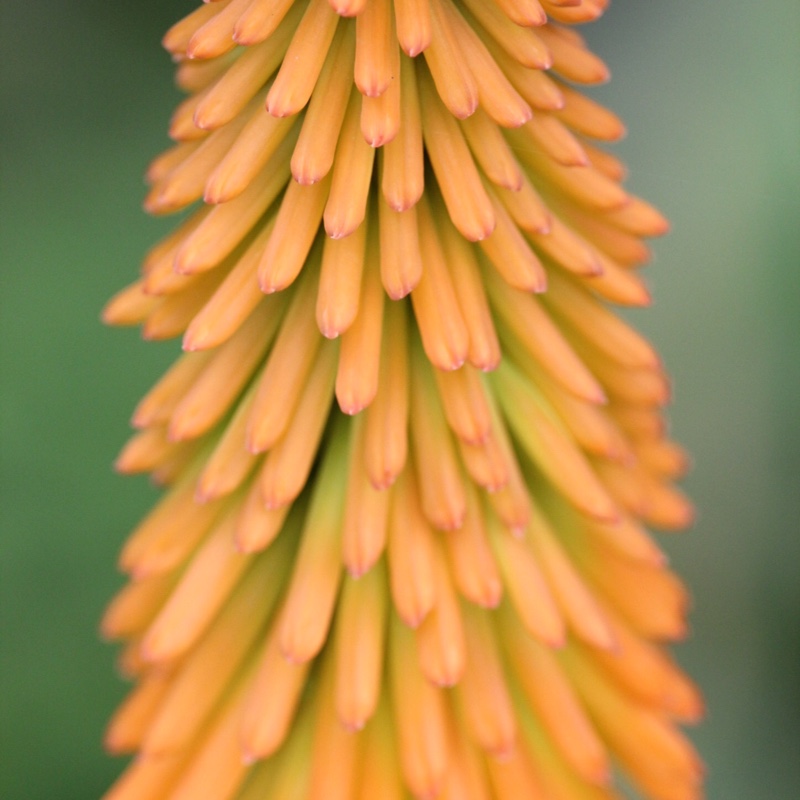 Plant image Kniphofia 'Mango Popsicle' (Popsicle Series)