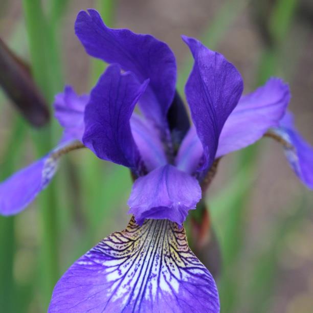 plant image 1577