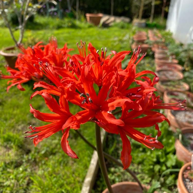 Plant image Nerine sarniensis