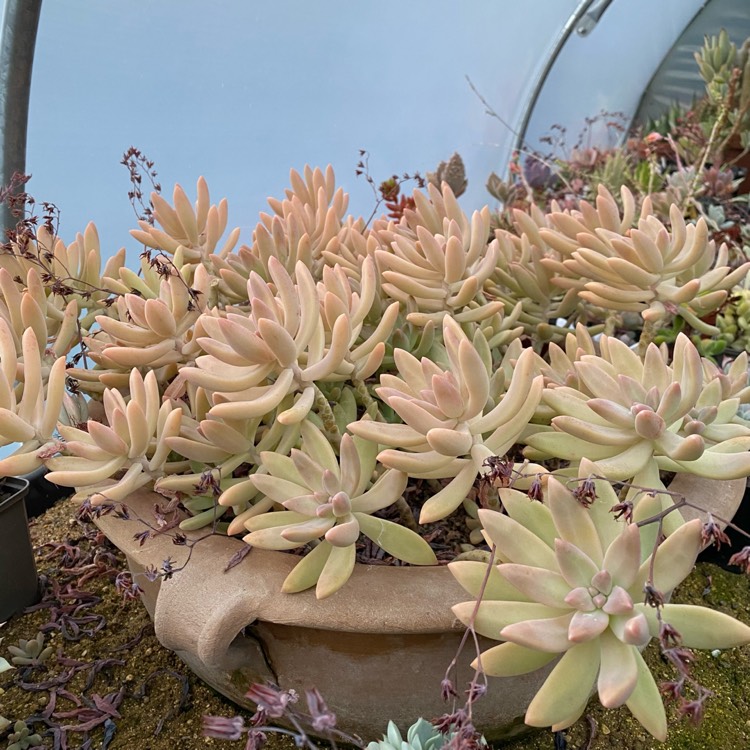 Plant image x Graptosedum Darley Sunshine