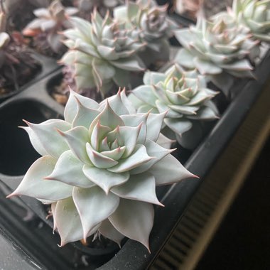 Echeveria Desmetiana v. Peacocki