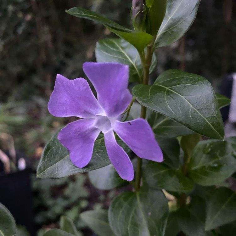 Plant image Vinca major