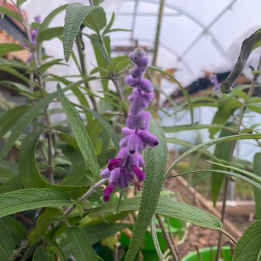 Salvia leucantha