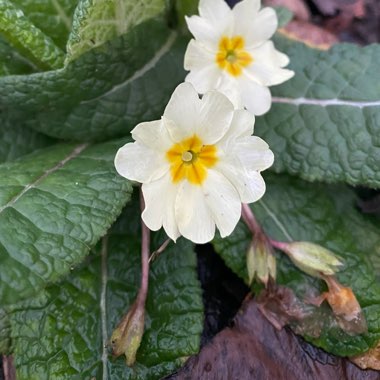 Primula vulgaris