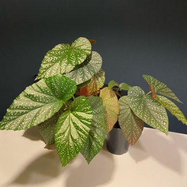 Begonia 'Lucerna' syn. Begonia corallina 'Lucerna', Begonia 'Corallina de Lucerna', Begonia 'Corallina de Lucerne', Begonia 'Lucerne'