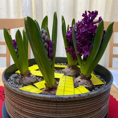 Hyacinthus orientalis 'Woodstock'