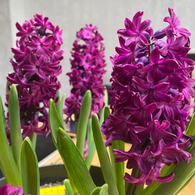 Hyacinthus orientalis 'Woodstock'