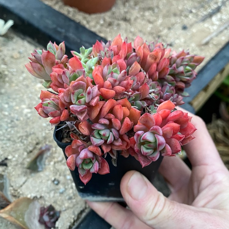 Plant image xGraptoveria Purple Dreams