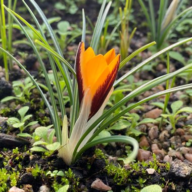 Crocus angustifolius  syn. Crocus susianus, Crocus susianus 'Cloth of Gold'