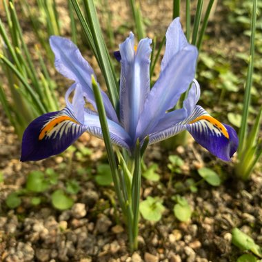 Iris 'Carolina' syn. Iris reticulata 'Carolina'